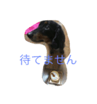 小次郎と申します✌︎（個別スタンプ：19）