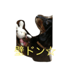 小次郎と申します✌︎（個別スタンプ：21）
