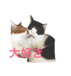 ゆかいな猫たち！！（個別スタンプ：1）