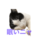 ゆかいな猫たち！！（個別スタンプ：2）