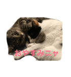 ゆかいな猫たち！！（個別スタンプ：3）