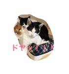 ゆかいな猫たち！！（個別スタンプ：5）