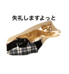 ゆかいな猫たち！！（個別スタンプ：6）
