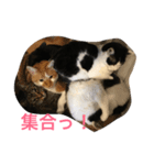 ゆかいな猫たち！！（個別スタンプ：8）