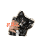 ちわわのころすけ（個別スタンプ：1）