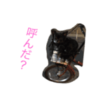 ちわわのころすけ（個別スタンプ：3）