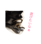 ちわわのころすけ（個別スタンプ：7）