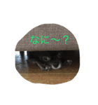 ちわわのころすけ（個別スタンプ：9）