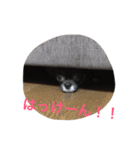 ちわわのころすけ（個別スタンプ：10）