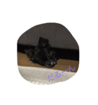 ちわわのころすけ（個別スタンプ：11）