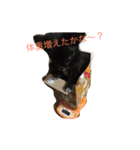 ちわわのころすけ（個別スタンプ：16）