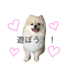 天使なポメラニアンこむぎくんのスタンプ（個別スタンプ：2）