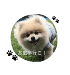 天使なポメラニアンこむぎくんのスタンプ（個別スタンプ：3）