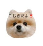 天使なポメラニアンこむぎくんのスタンプ（個別スタンプ：4）