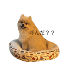 天使なポメラニアンこむぎくんのスタンプ（個別スタンプ：5）