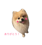 天使なポメラニアンこむぎくんのスタンプ（個別スタンプ：8）