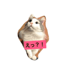カロンの毎日（個別スタンプ：2）