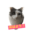 カロンの毎日（個別スタンプ：4）