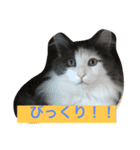カロンの毎日（個別スタンプ：6）