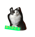 カロンの毎日（個別スタンプ：8）