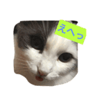 カロンの毎日（個別スタンプ：10）