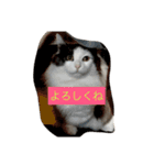 カロンの毎日（個別スタンプ：13）