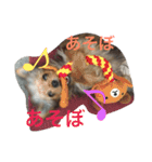 chiwa＆yo-chiwa.family（個別スタンプ：13）