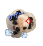 chiwa＆yo-chiwa.family（個別スタンプ：14）