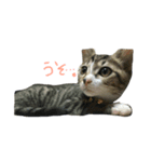 にゃらずものまめた（個別スタンプ：1）