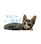 にゃらずものまめた（個別スタンプ：2）