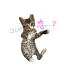 にゃらずものまめた（個別スタンプ：4）