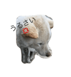 KOROchanstamp（個別スタンプ：2）