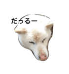 KOROchanstamp（個別スタンプ：8）