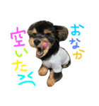 cute dog reon（個別スタンプ：5）