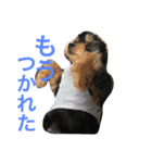cute dog reon（個別スタンプ：6）