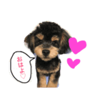 cute dog reon（個別スタンプ：8）