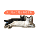 保護猫クーアゲと保護子猫たち No.1（個別スタンプ：2）