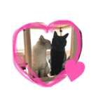 保護猫クーアゲと保護子猫たち No.1（個別スタンプ：4）