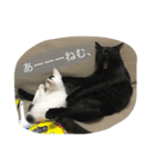 保護猫クーアゲと保護子猫たち No.1（個別スタンプ：5）