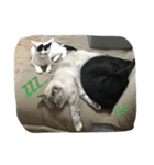 保護猫クーアゲと保護子猫たち No.1（個別スタンプ：6）
