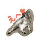 保護猫クーアゲと保護子猫たち No.1（個別スタンプ：7）