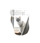 保護猫クーアゲと保護子猫たち No.1（個別スタンプ：8）