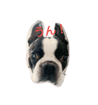 bostonterriers（個別スタンプ：1）