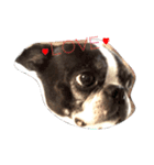bostonterriers（個別スタンプ：3）