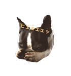 bostonterriers（個別スタンプ：4）