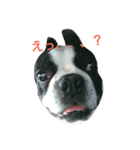bostonterriers（個別スタンプ：5）