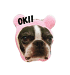 bostonterriers（個別スタンプ：6）