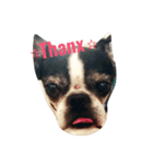 bostonterriers（個別スタンプ：7）