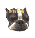 bostonterriers（個別スタンプ：8）