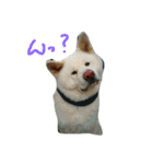AKITAINU KOTAROU（個別スタンプ：1）